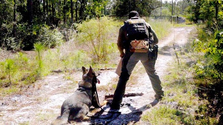 Police 24/7 - Into the Woods